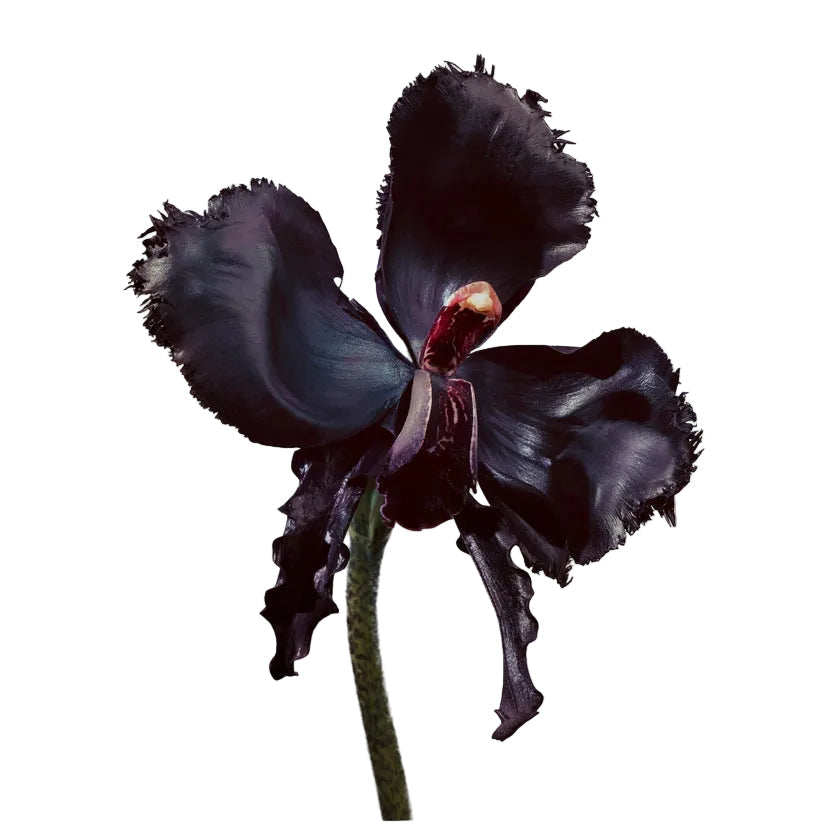 Tom Ford Black Orchid Reserve original product image – JOMASHOP